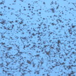 Mass exodus of Straw-coloured Fruit Bats, the largest mammal migration in the world! (image by János Oláh)