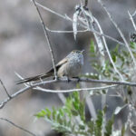 Streaked Tit-Spinetail (image by Leo Garrigues)