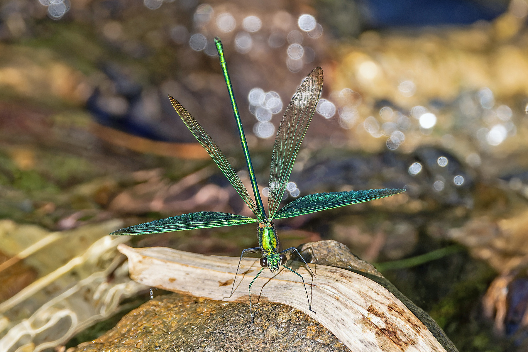Stream Glory Damselfly (image by Pete Morris)