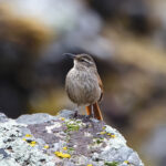 Striated Earthcreeper (image by Leo Garrigues)
