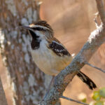Stripe-backed Antbird (image by Leo Garrigues)
