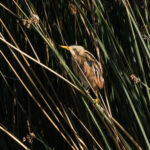 Stripe-backed Bittern (image by John Oates)