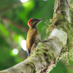 Stripe-cheeked Woodpecker (image by Leo Garrigues)