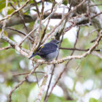 Sulphur-rumped Tanager (image by Leo Garrigues)