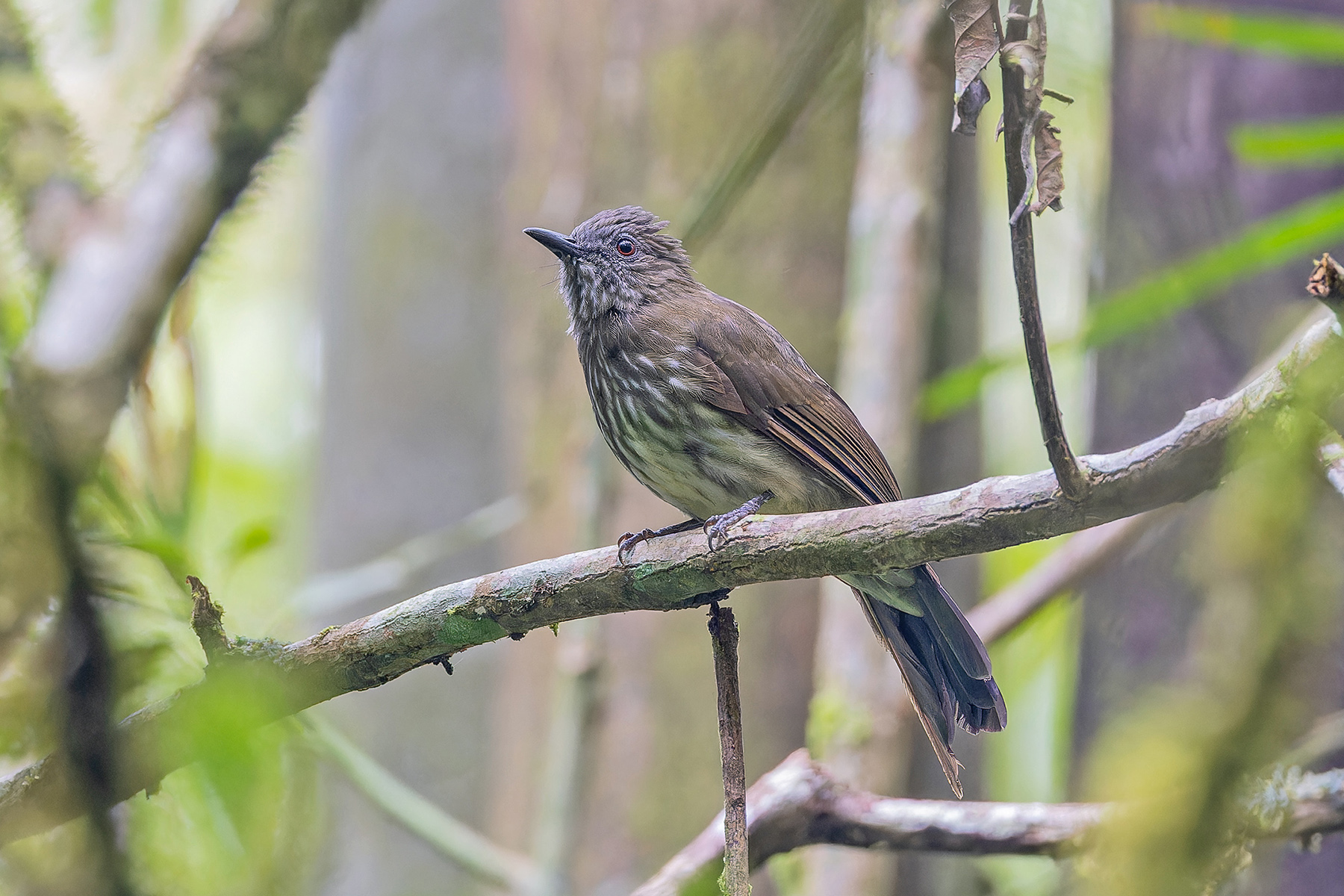 Sumatran Bulbul (image by Pete Morris)