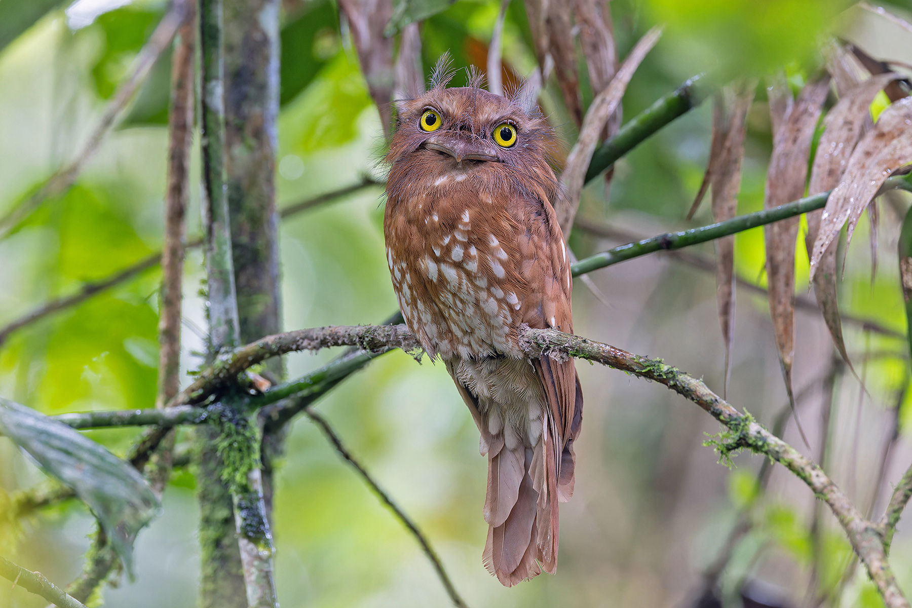 Sumatran Frogmouth (image by Pete Morris)