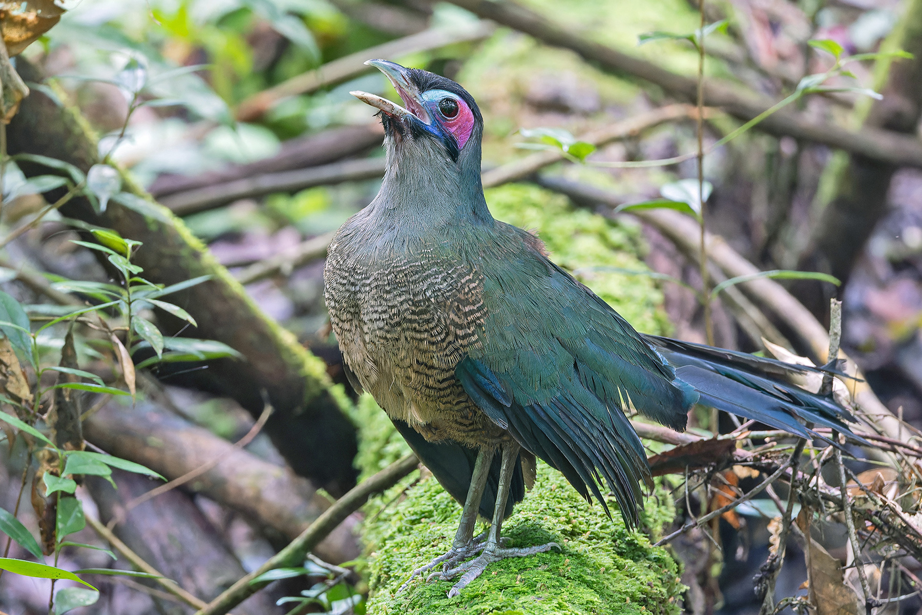 Sumatran Ground Cuckoo (image by Pete Morris)
