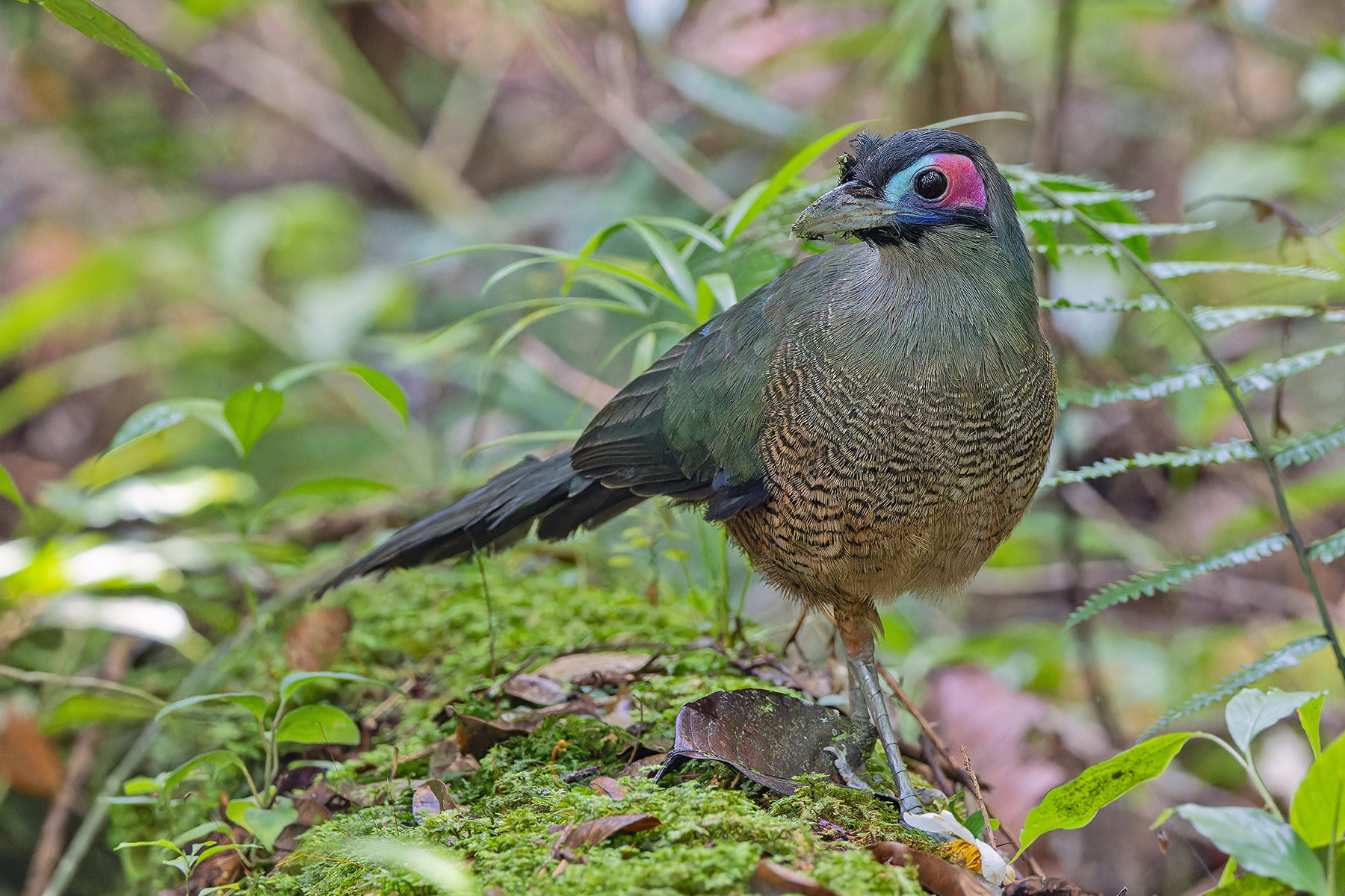 Sumatran Ground Cuckoo (image by Pete Morris)