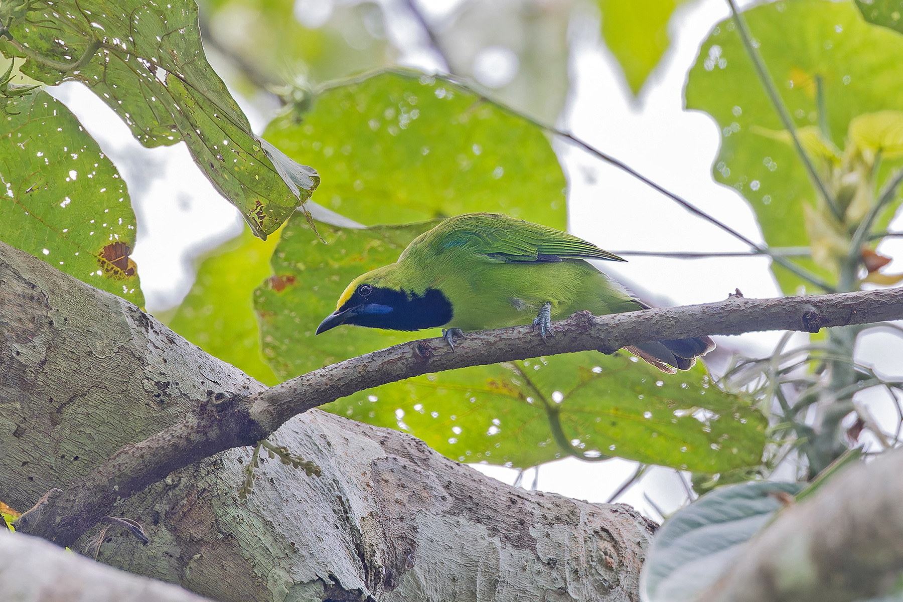 Sumatran Leafbird (image by Pete Morris)