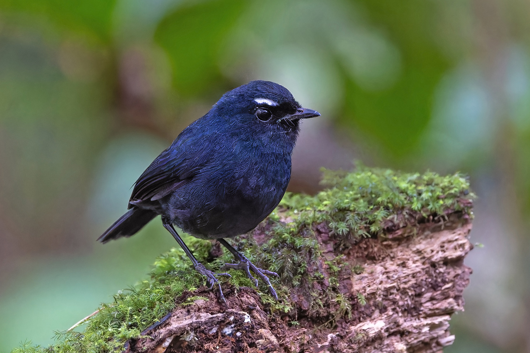 Sumatran Shortwing (image by Pete Morris)