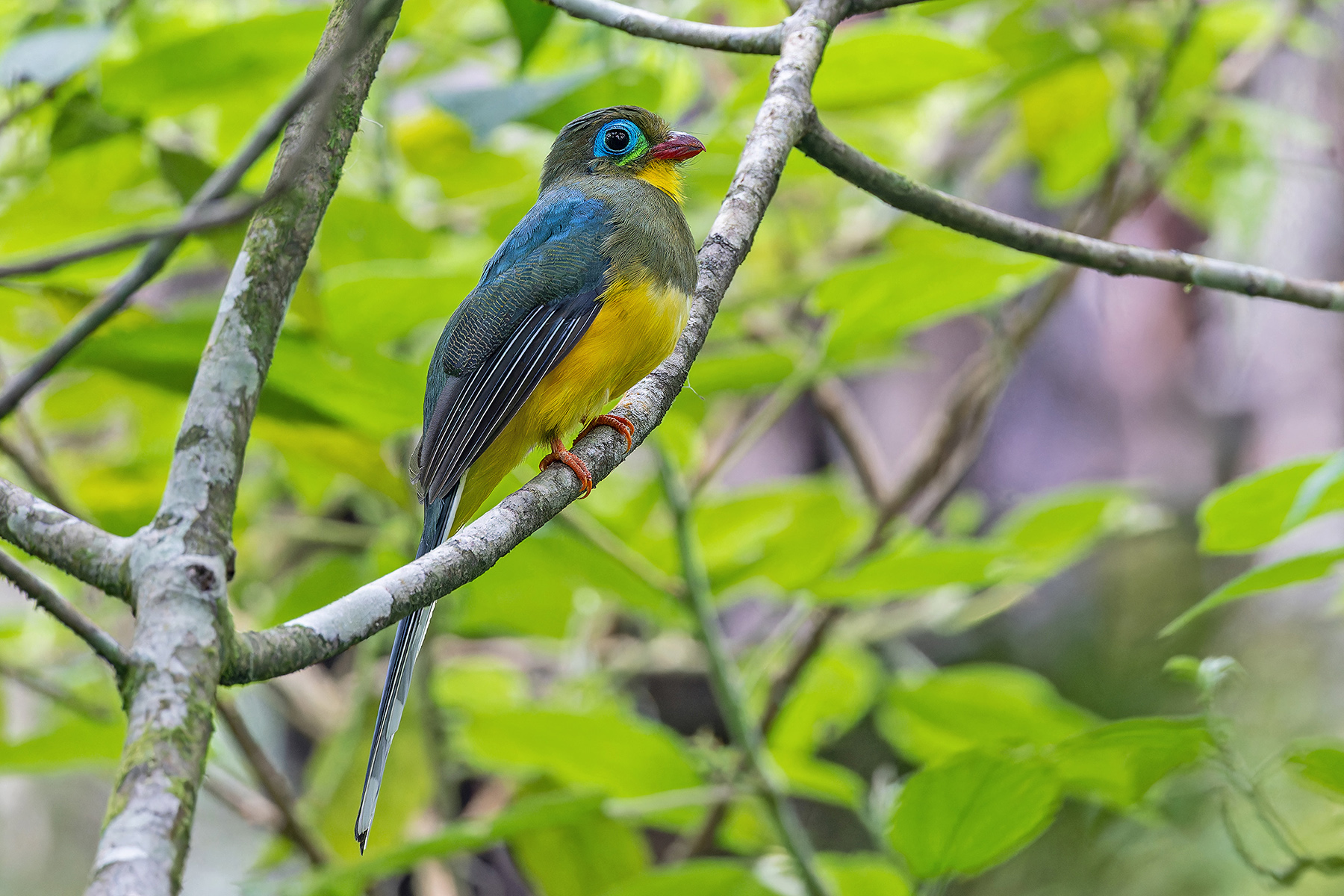 Sumatran Trogon (image by Pete Morris)