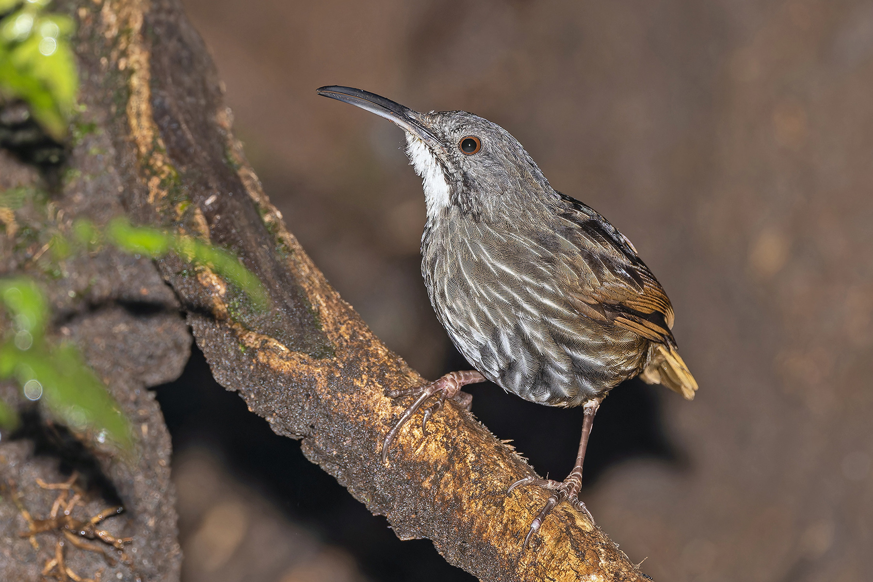Sumatran Wren-Babbler (image by Pete Morris)