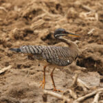 Sunbittern (image by Leo Garrigues)