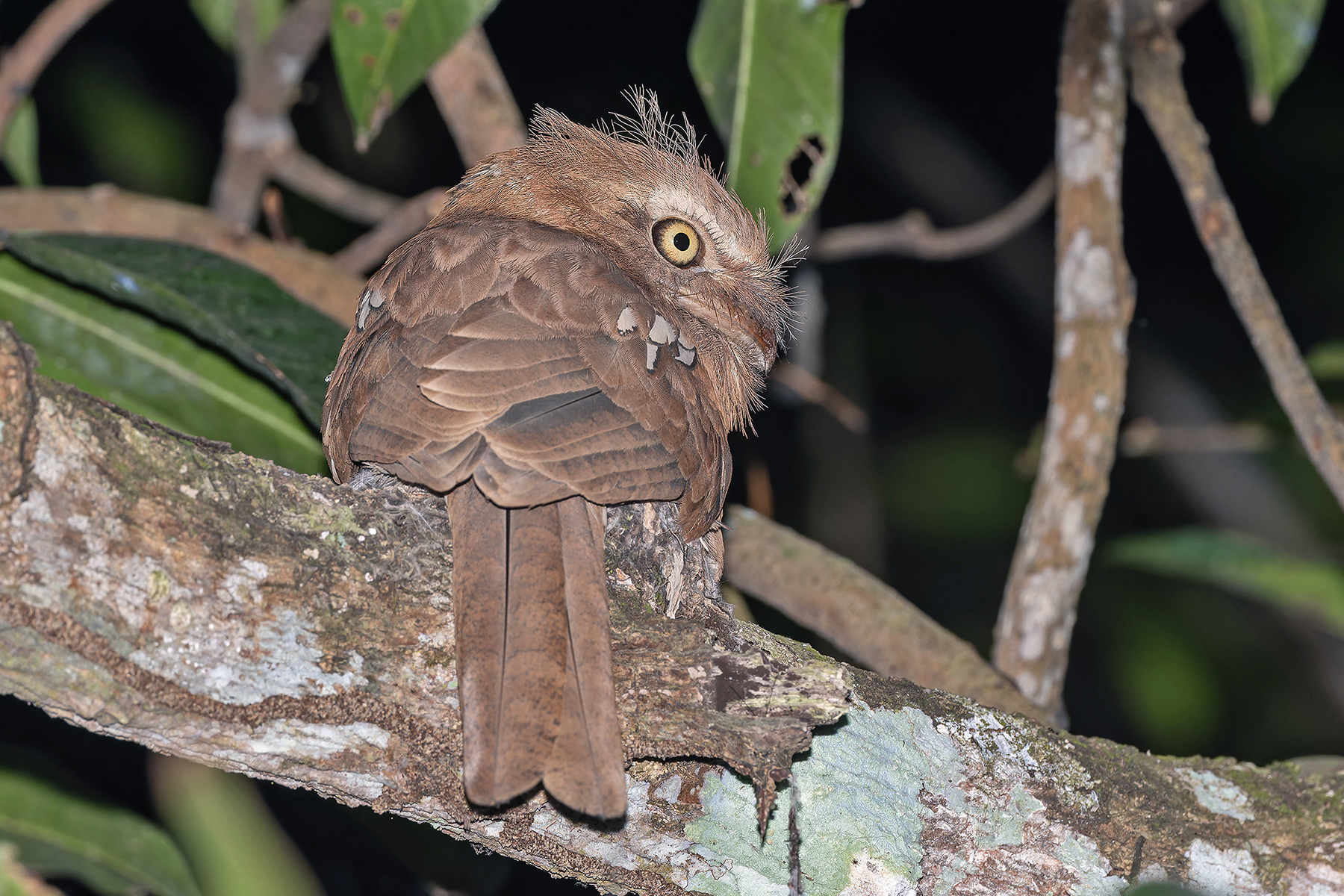 Sunda Frogmouth (image by Pete Morris)
