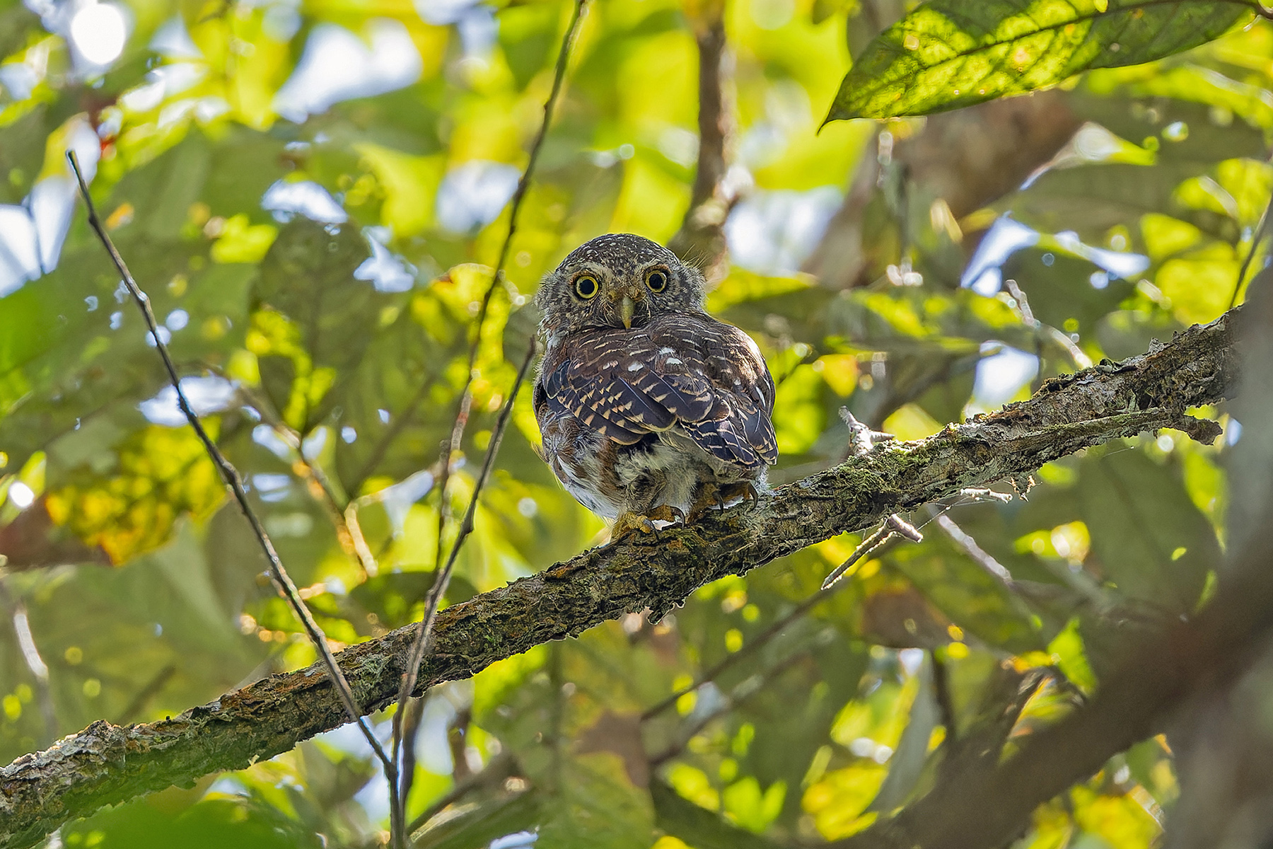 Sunda Owlet (image by Pete Morris)
