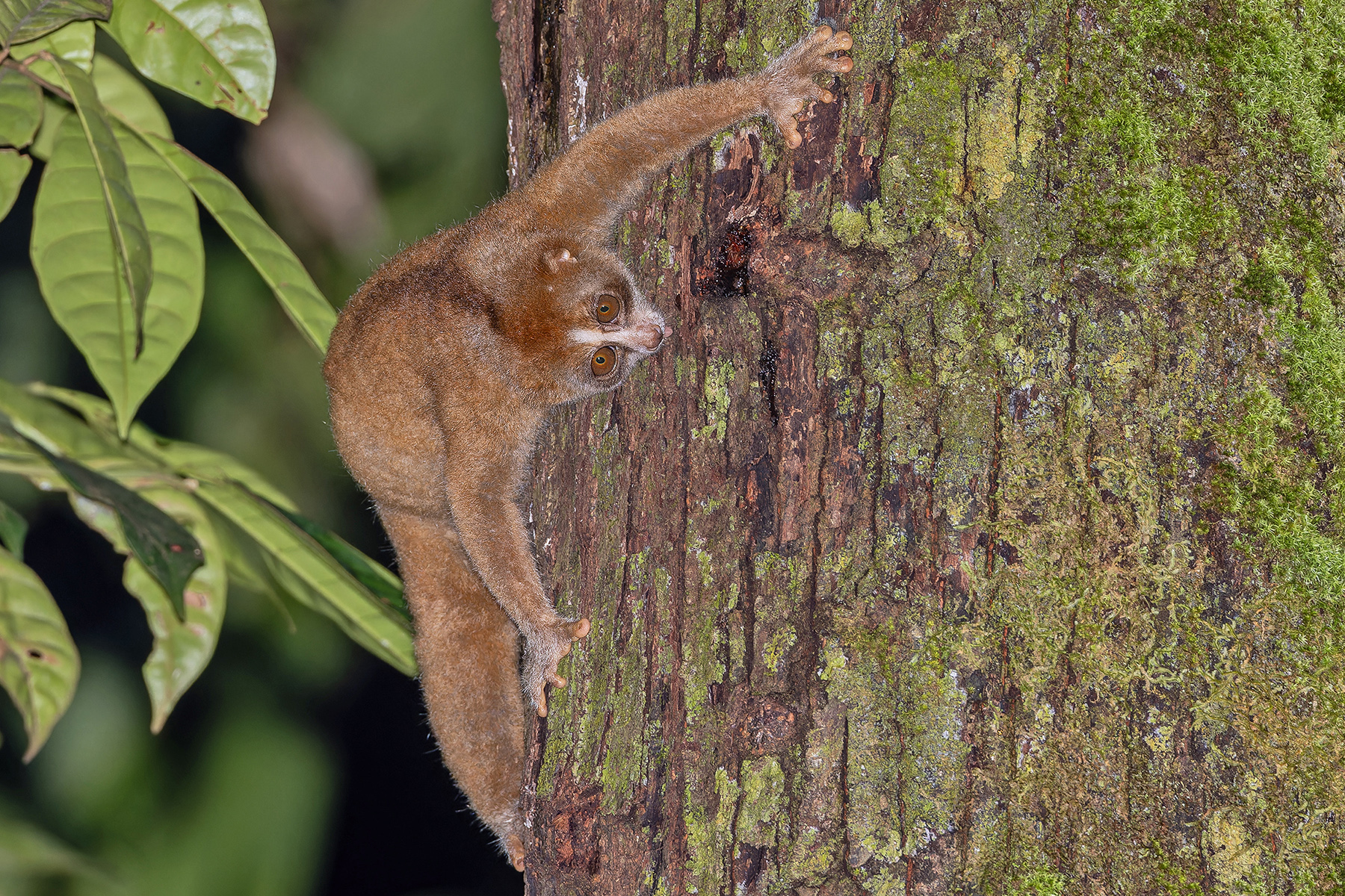 Sunda Slow Loris (image by Pete Morris)