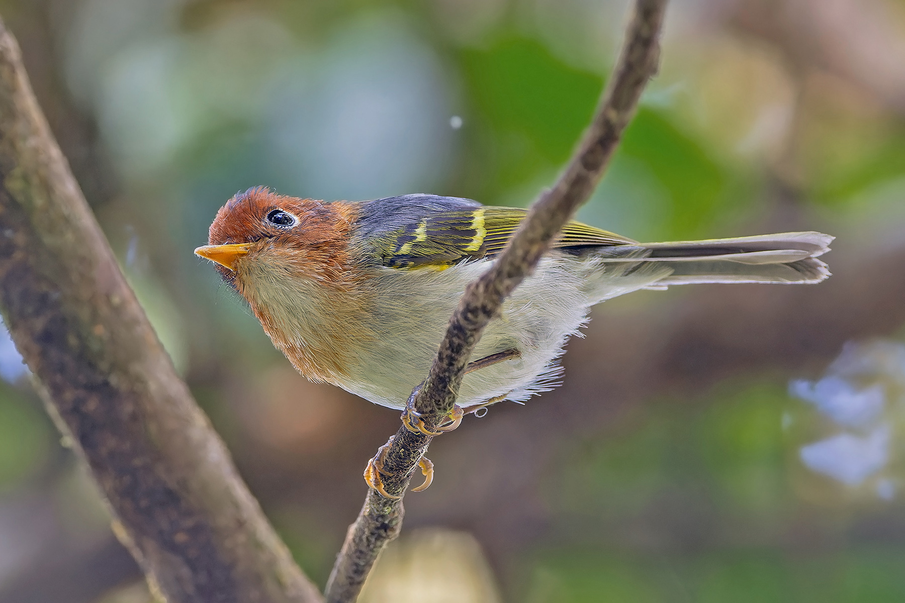 Sunda Warbler (image by Pete Morris)