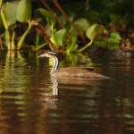 Sungrebe (image by Leo Garrigues)