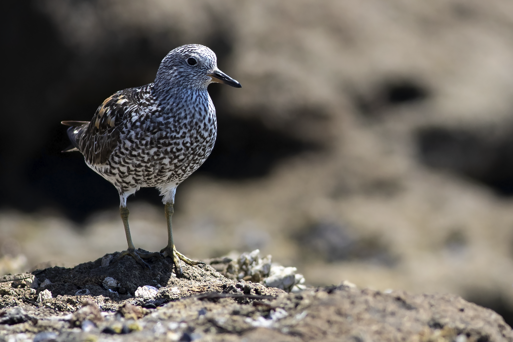 Surfbird (image by Sjoerd Radstaak)