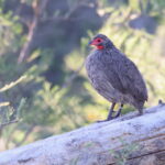 Swainson's Spurfowl (image by János Oláh)