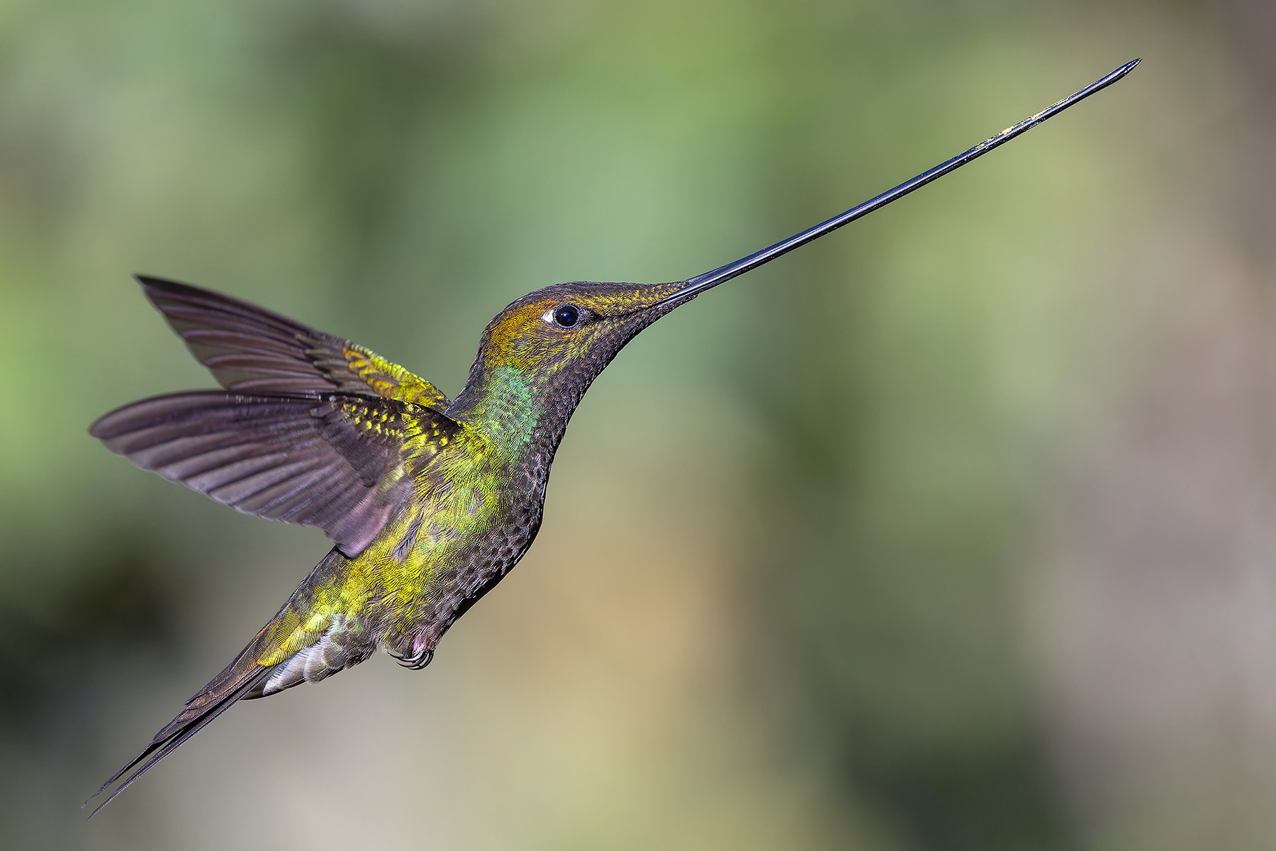 Sword-billed Hummingbird (image by Pete Morris)