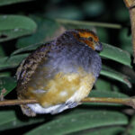 Tawny-faced Quail (image by Leo Garrigues)