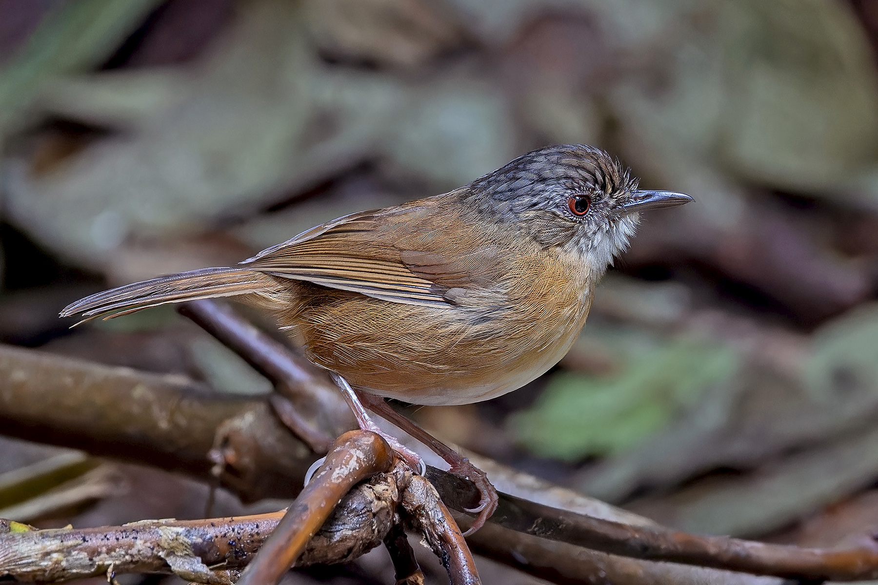 Temminck's Babbler (image by Pete Morris)