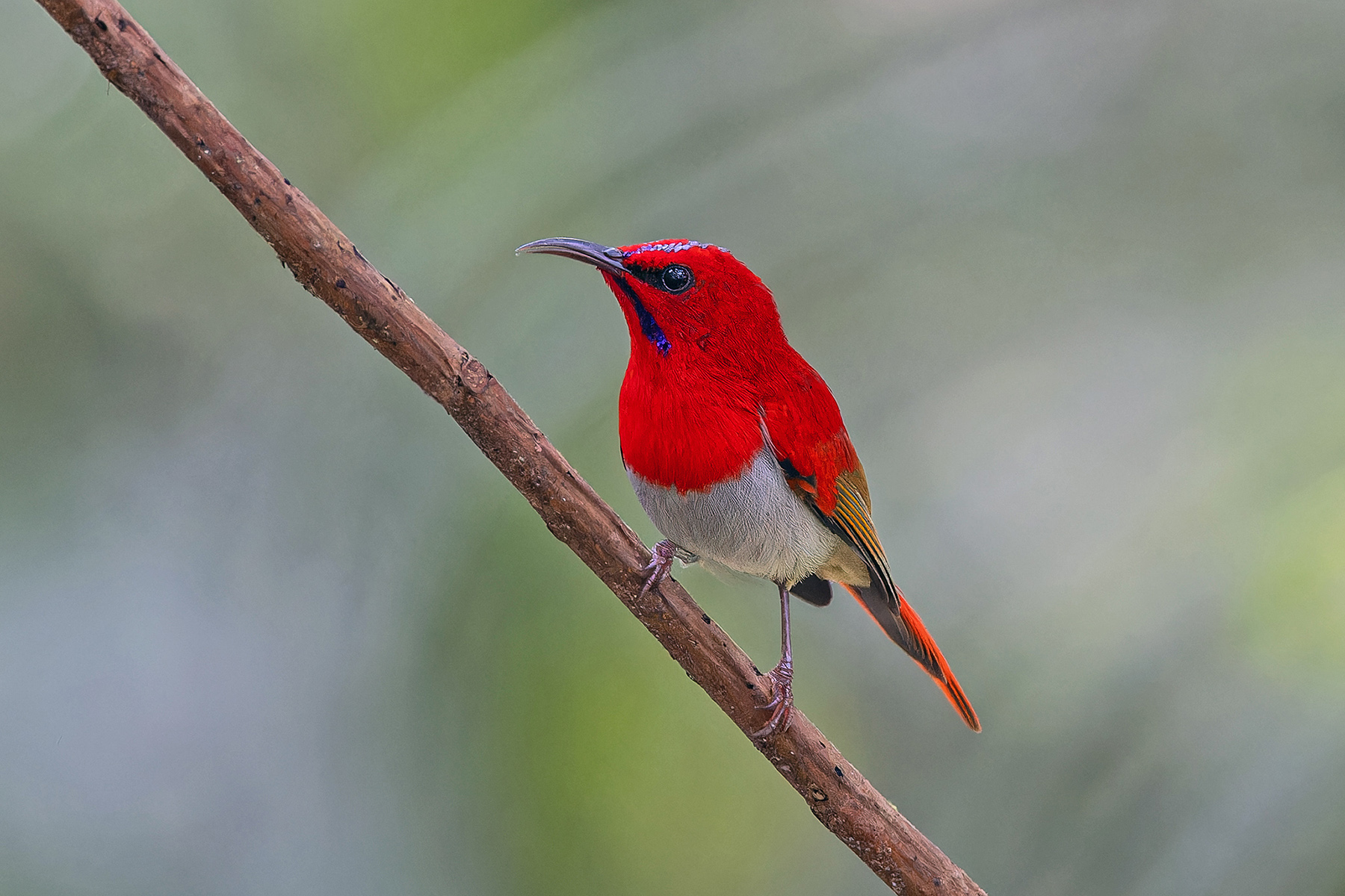 Temminck's Sunbird (image by Pete Morris)