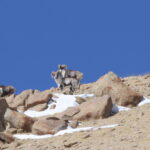 Tibetan Argali (image by János Oláh)