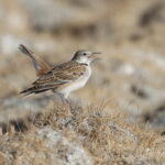 Tibetan Lark (image by János Oláh)