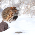 Tibetan Partridge (image by János Oláh)