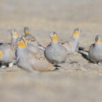 A flock of amazing Tibetan Sandgrouse (image by János Oláh)