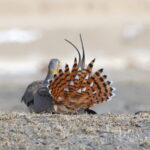 The beautiful tail of a Tibetan Sandgrouse (image by János Oláh)