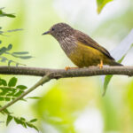 Tit Hylia (image by Nik Borrow)
