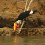 Toco Toucan (image by Leo Garrigues)