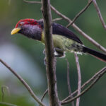 Togo Yellow-billed Barbet (image by Nik Borrow)