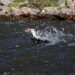 Torrent Duck (image by John Oates)