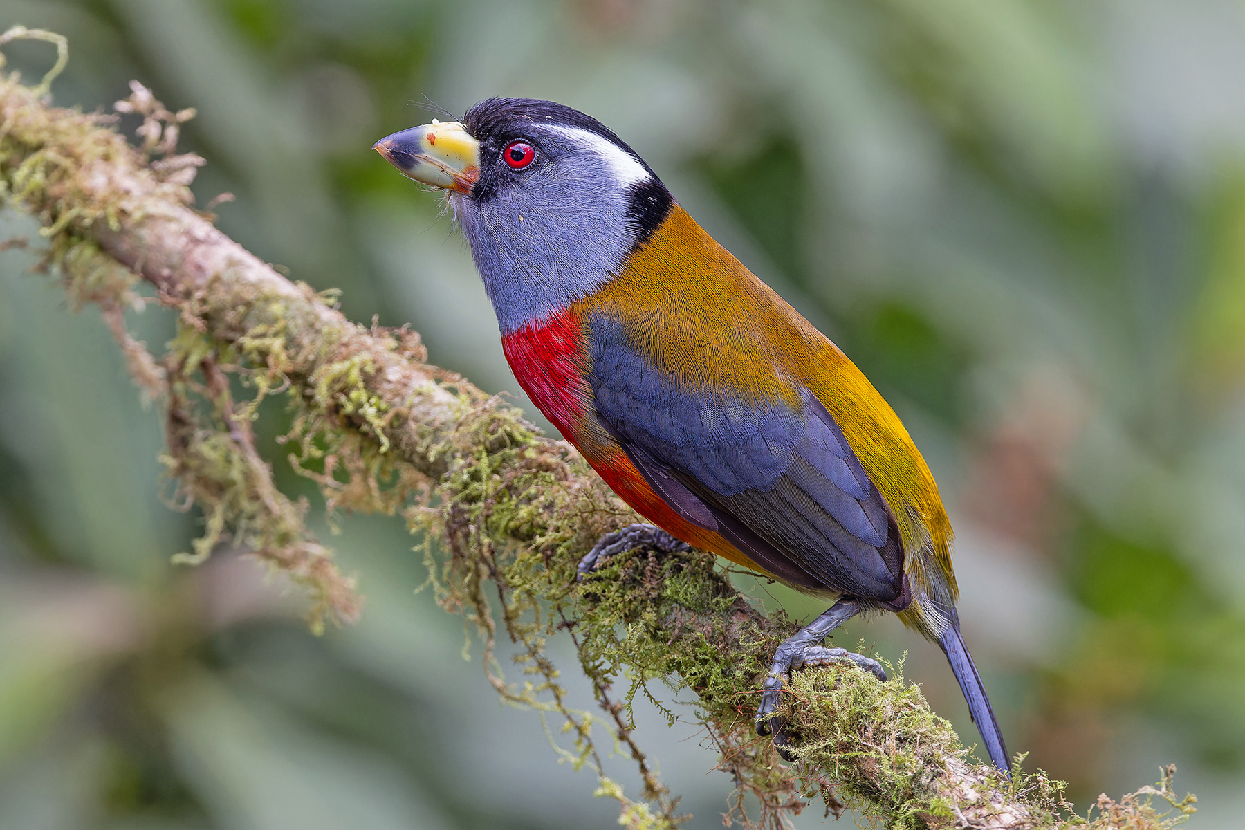 Toucan Barbet (image by Pete Morris)