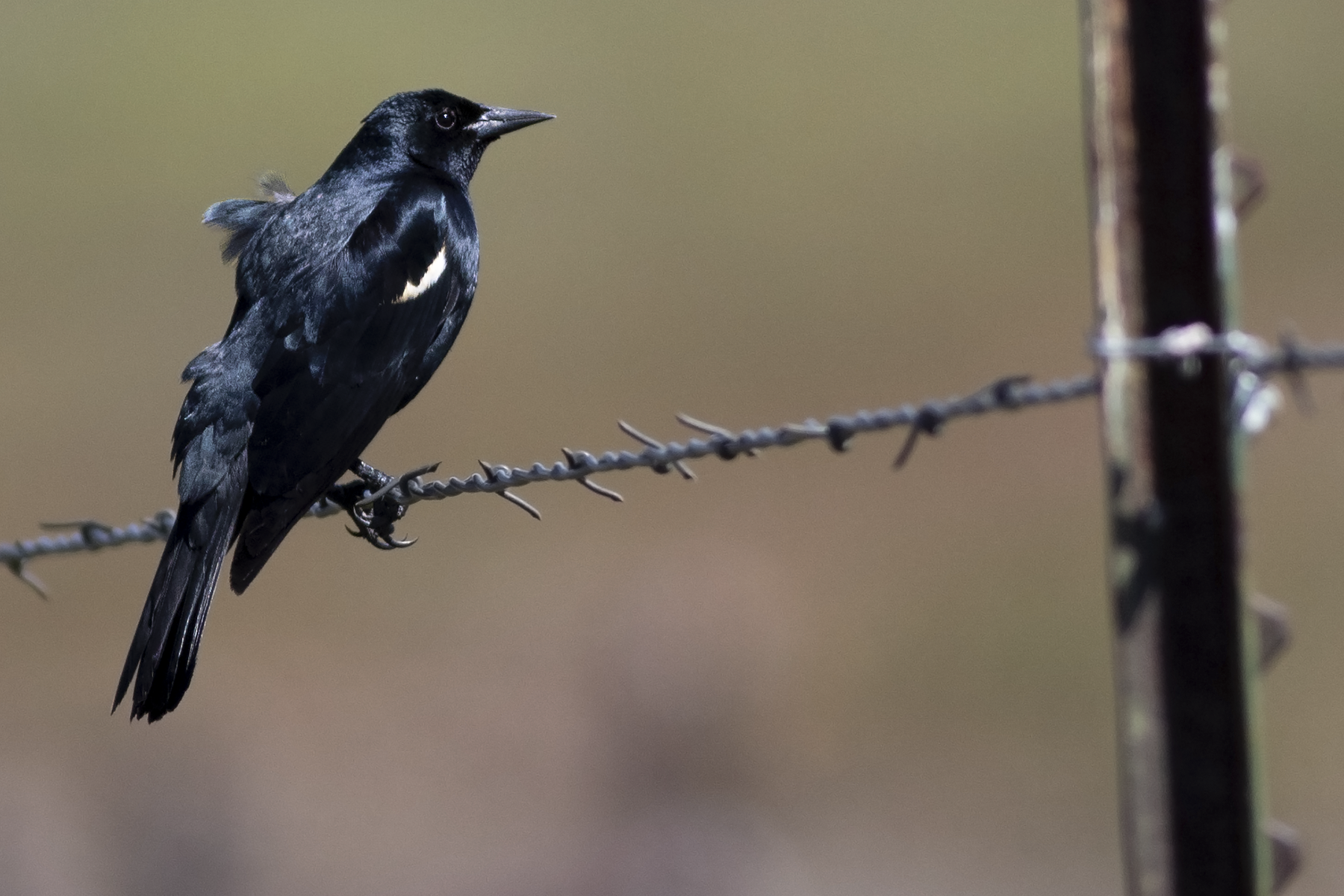 Tricolored Blackbird (image by Sjoerd Radstaak)