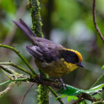 Tricolored Brushfinch (image by Leo Garrigues)