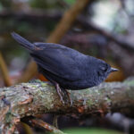 Tschudi's Tapaculo (image by Leo Garrigues)