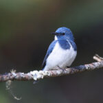 male Ultramarine Flycatcher (image by János Oláh)