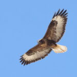 Upland Buzzard (image by János Oláh)