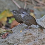 Variable Limestone Babblers (image by János Oláh)