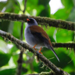 Varied Solitaire (image by Leo Garrigues)