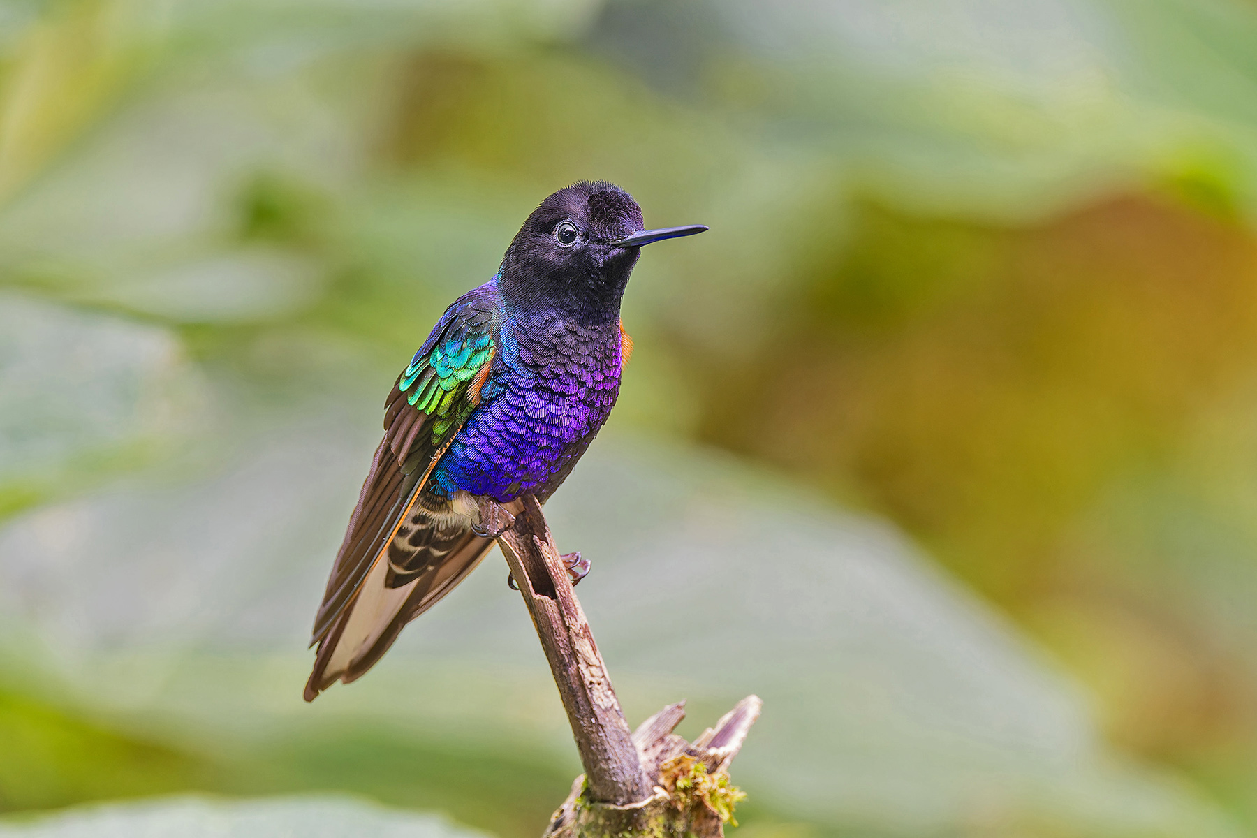 Velvet-purple Coronet (image by Pete Morris)