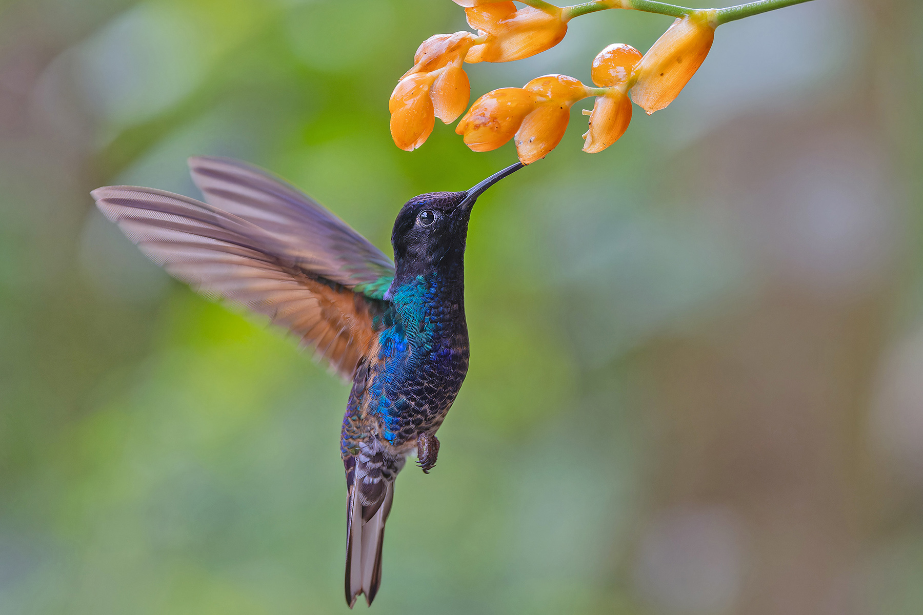 Velvet-purple Coronet (image by Pete Morris)