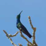 Veraguan Mango (image by Leo Garrigues)