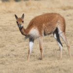 Vicuña (image by John Oates)