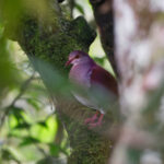 Violaceous Dove (image by Leo Garrigues)